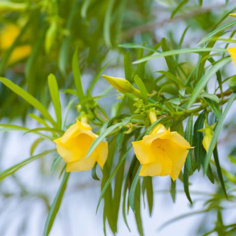 THEVETIA NEREIFOLIA (=T.peruviana)