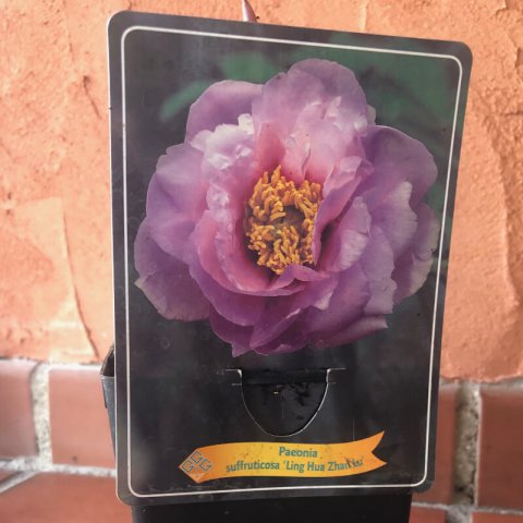 PAEONIA X SUFFRUTICOSA 'Ling Hua Zhan Lu'