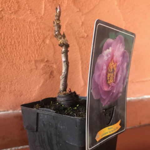 PAEONIA X SUFFRUTICOSA 'Ling Hua Zhan Lu'