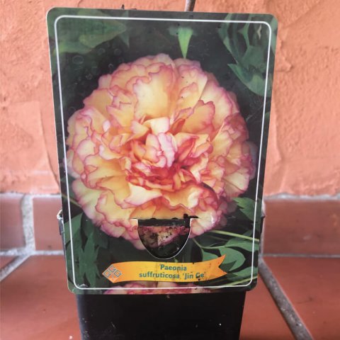 PAEONIA X SUFFRUTICOSA Jin Ge - Peona