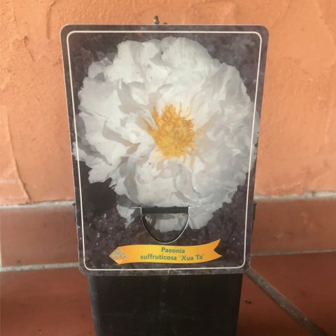 PAEONIA X SUFFRUTICOSA Xua Ta - Peona