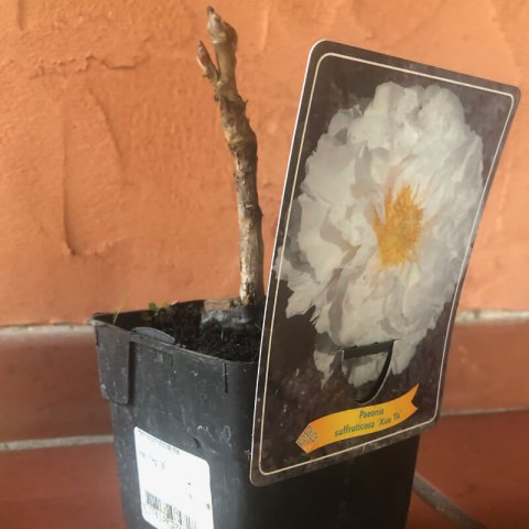 PAEONIA X SUFFRUTICOSA Xua Ta - Peona