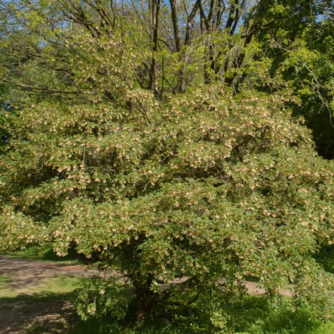 ENKIANTHUS CAMPANULATUS