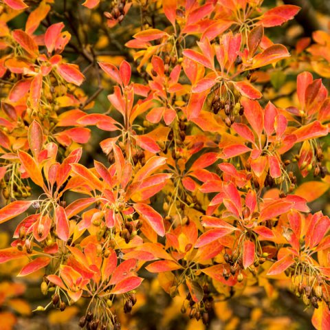 ENKIANTHUS CAMPANULATUS