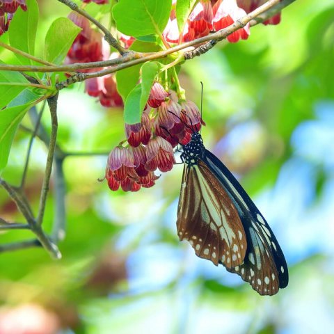 ENKIANTHUS CAMPANULATUS