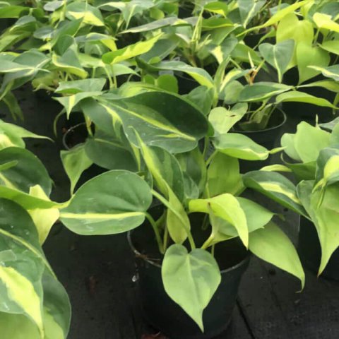 EPIPREMNUM AUREUM Poto, Pothos, Potus