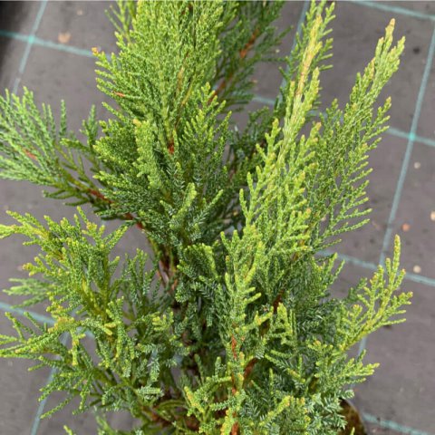 JUNIPERUS SABINA Tamariscifolia