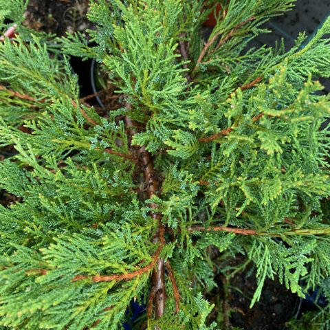JUNIPERUS SABINA Tamariscifolia