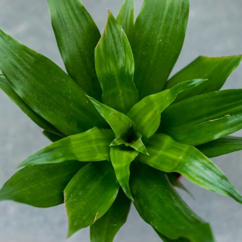 DRACAENA DEREMENSIS Compacta - Compact Dragon Tree