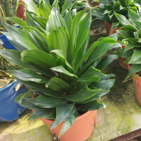 DRACAENA DEREMENSIS Compacta - Dragonnier