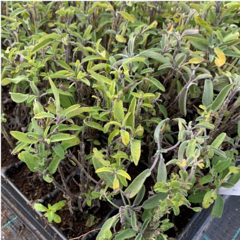 SALVIA LAVANDULIFOLIA - alveolo