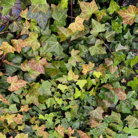 HEDERA HELIX