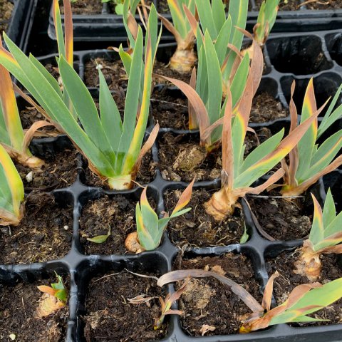 IRIS GERMANICA - alveolo, plug