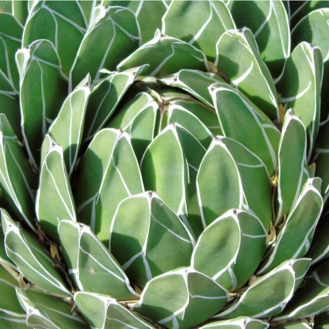 AGAVE VICTORIAE-REGINAE