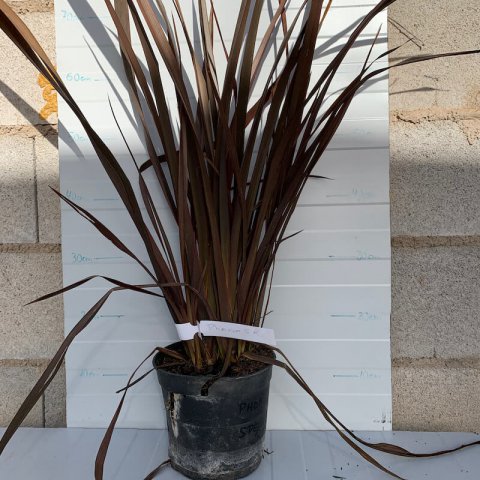 PHORMIUM TENAX Special Red