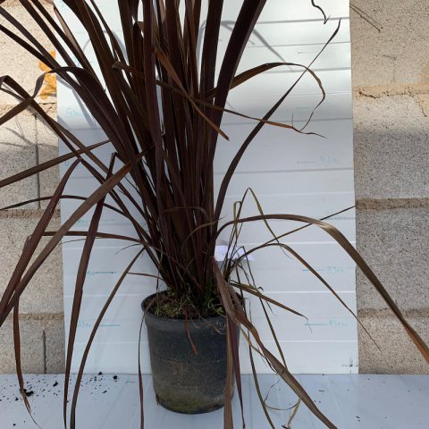 PHORMIUM TENAX Special Red