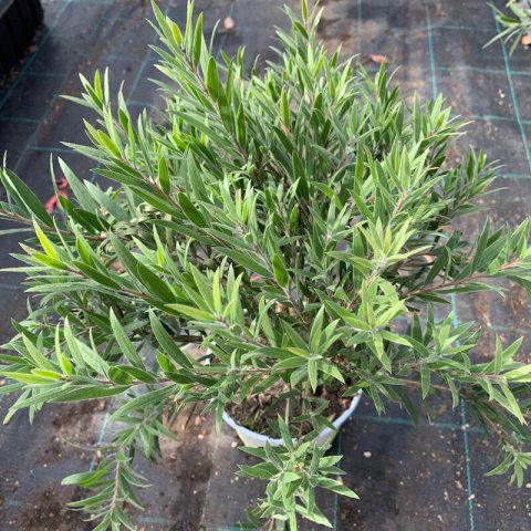 CALLISTEMON VIMINALIS Mini Red - Bottlebrush