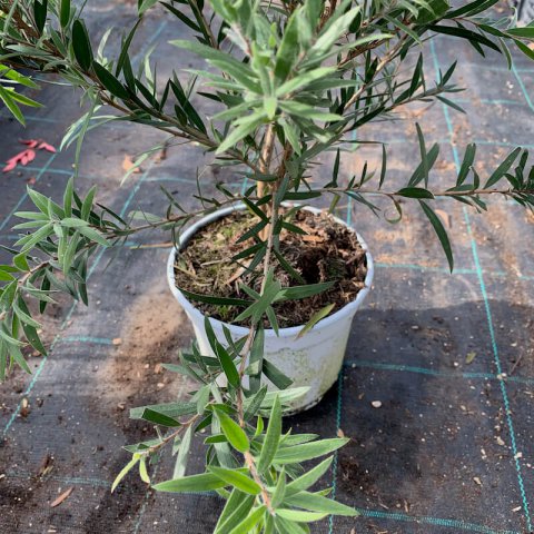 CALLISTEMON VIMINALIS - Limpiatubos Mini Red