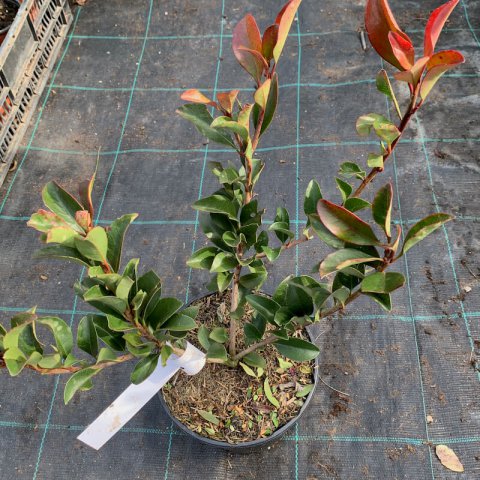 RHAPHIOLEPIS UMBELLATA var. OVATA