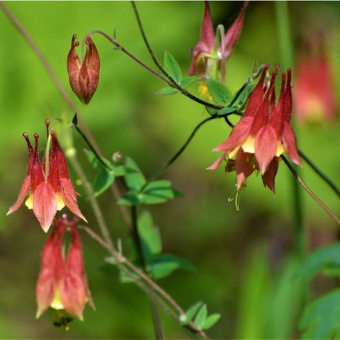 AQUILEGIA CANADENSIS