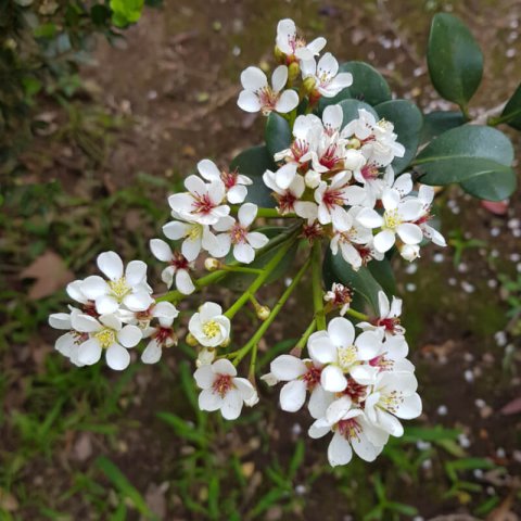 RHAPHIOLEPIS UMBELLATA var. OVATA - Yeddo Hawthorne