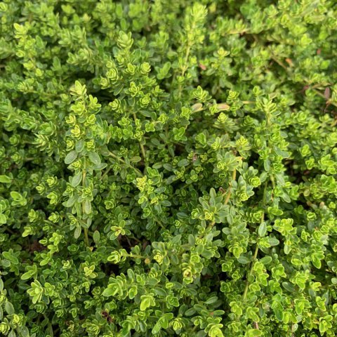 THYMUS PRAECOX Albiflorus