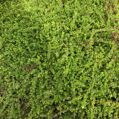 THYMUS PRAECOX Albiflorus