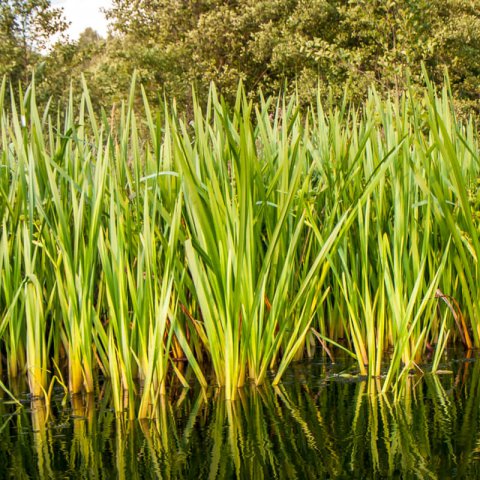 ACORUS CALAMUS