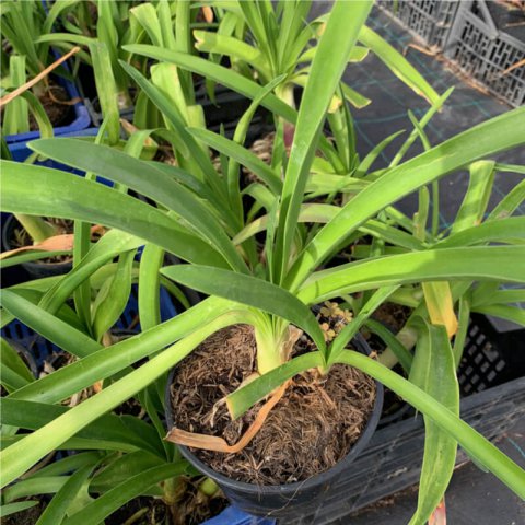 AGAPANTHUS AFRICANUS (Blanco, White, Blanc)  M.1L