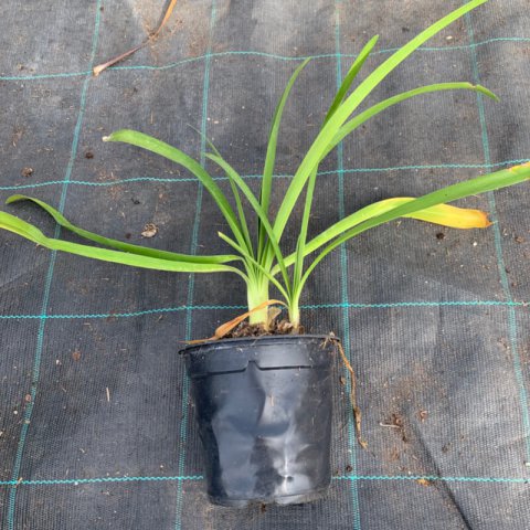 AGAPANTHUS AFRICANUS (Blanco, White, Blanc) M.1L