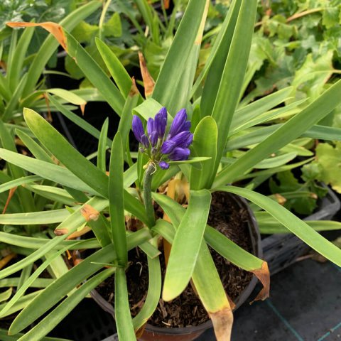 AGAPANTHUS x Bleu de Chine - Bleu de Chine African Lily