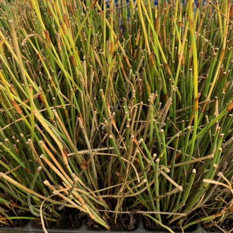 CHONDROPETALUM TECTORUM