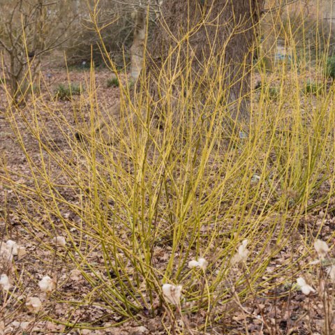 CORNUS SERICEA Flaviramea