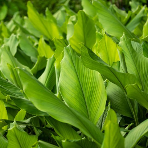 CURCUMA LONGA