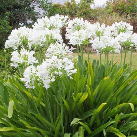 AGAPANTHUS AFRICANUS White - White African Lily