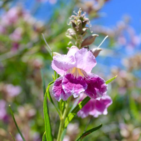 CHILOPSIS LINEARIS