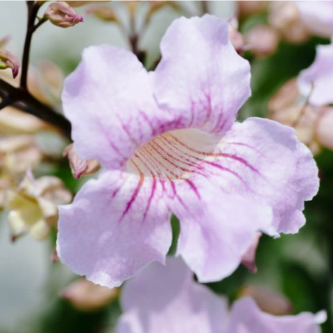 CHILOPSIS LINEARIS