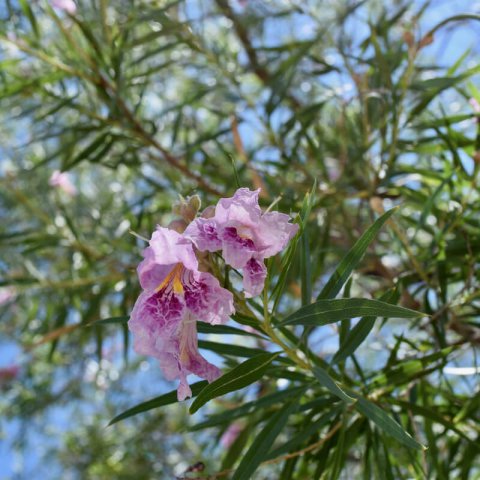 CHILOPSIS LINEARIS