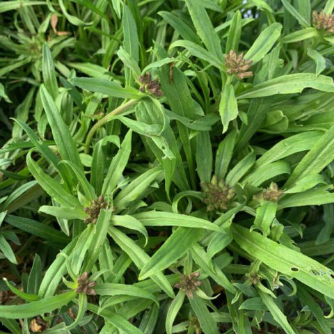 ERYSIMUM ALLIONII