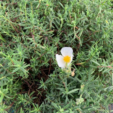 HELIANTHEMUM APENNINUM