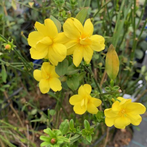 JASMINUM MESNYI - Jasmn amarillo