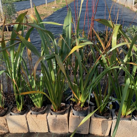 PHORMIUM TENAX