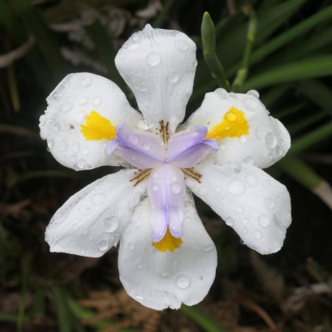 DIETES GRANDIFLORA