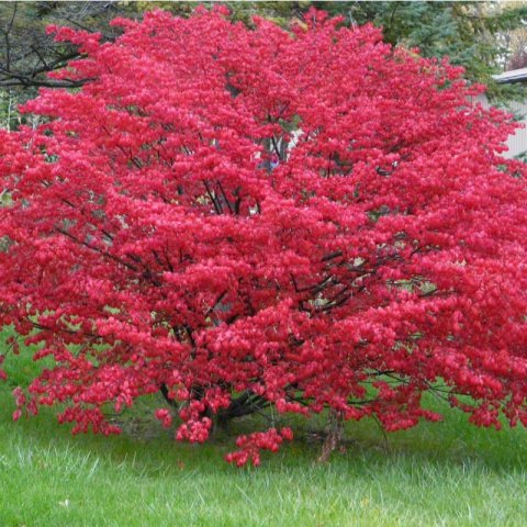 EUONYMUS ALATUS
