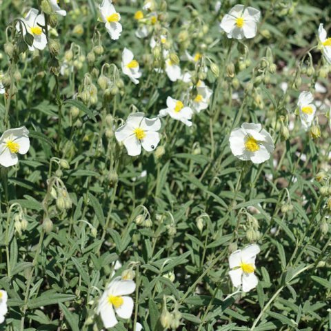 HELIANTHEMUM APENNINUM - White Rock-Rose