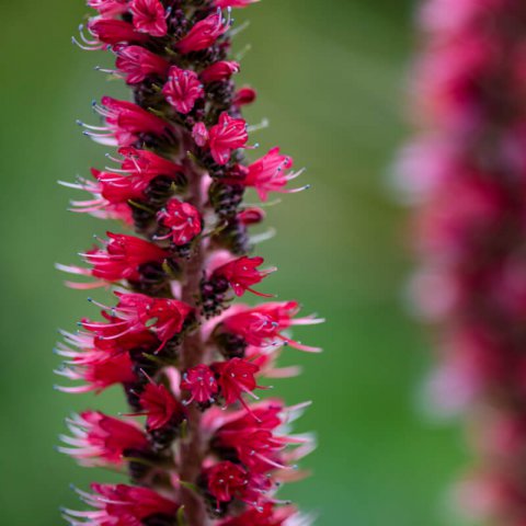 ECHIUM RUSSICUM - Red Vipers Grass