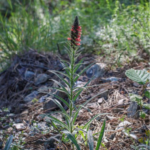 ECHIUM RUSSICUM