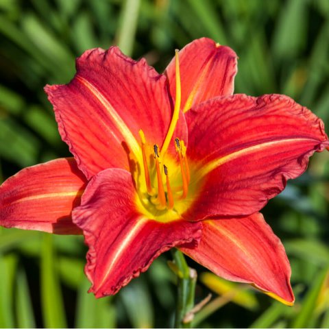 HEMEROCALLIS Autumn Red
