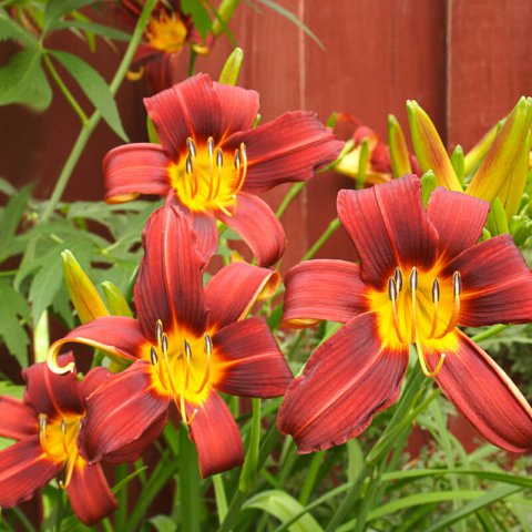HEMEROCALLIS Autumn Red