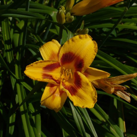HEMEROCALLIS Bonanza (Amarillo, Yellow, Jaune)
